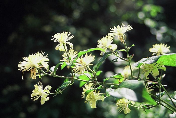 Clematis vitalba